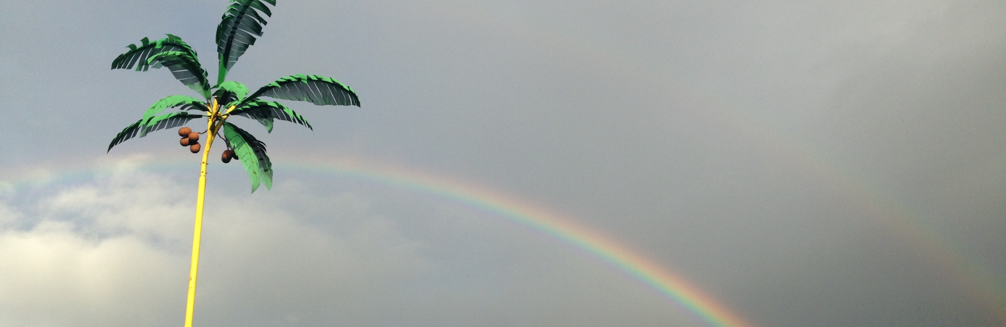 palme und regenbogen radiesli 2019