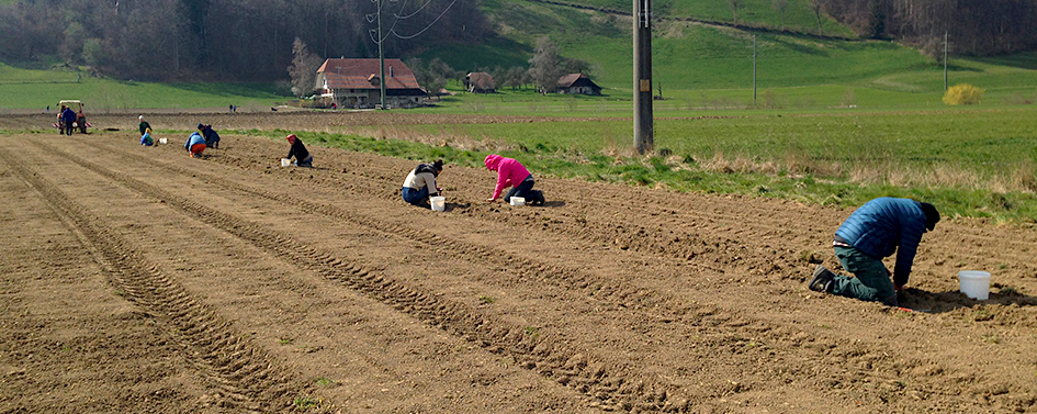 zweibeln stecken radiesli 2020